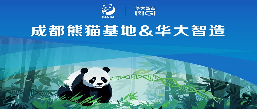 当“硬核科技”遇见“软萌国宝”：成都大熊猫繁育研究基地与华大智造达成战略合作！